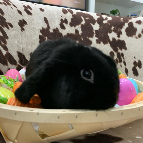 ⭐️ OFFICIALLY POSH AMBASSADOR ⭐️ - Picture 7 of 9